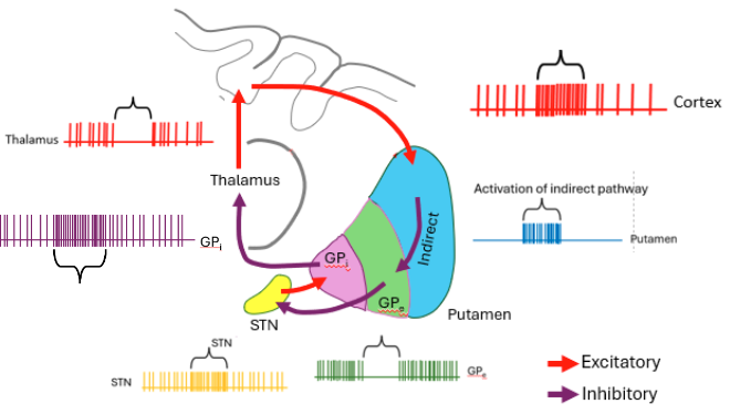 <p>Activation of indirect pathway neurons in the putamen inhibits Gpe. This relieves inhibition on excitatory STN neurons, resulting in increased firing of Gpi and inhibition of movement</p><ul><li><p>Selects movements you don’t want to make</p></li></ul><p></p>