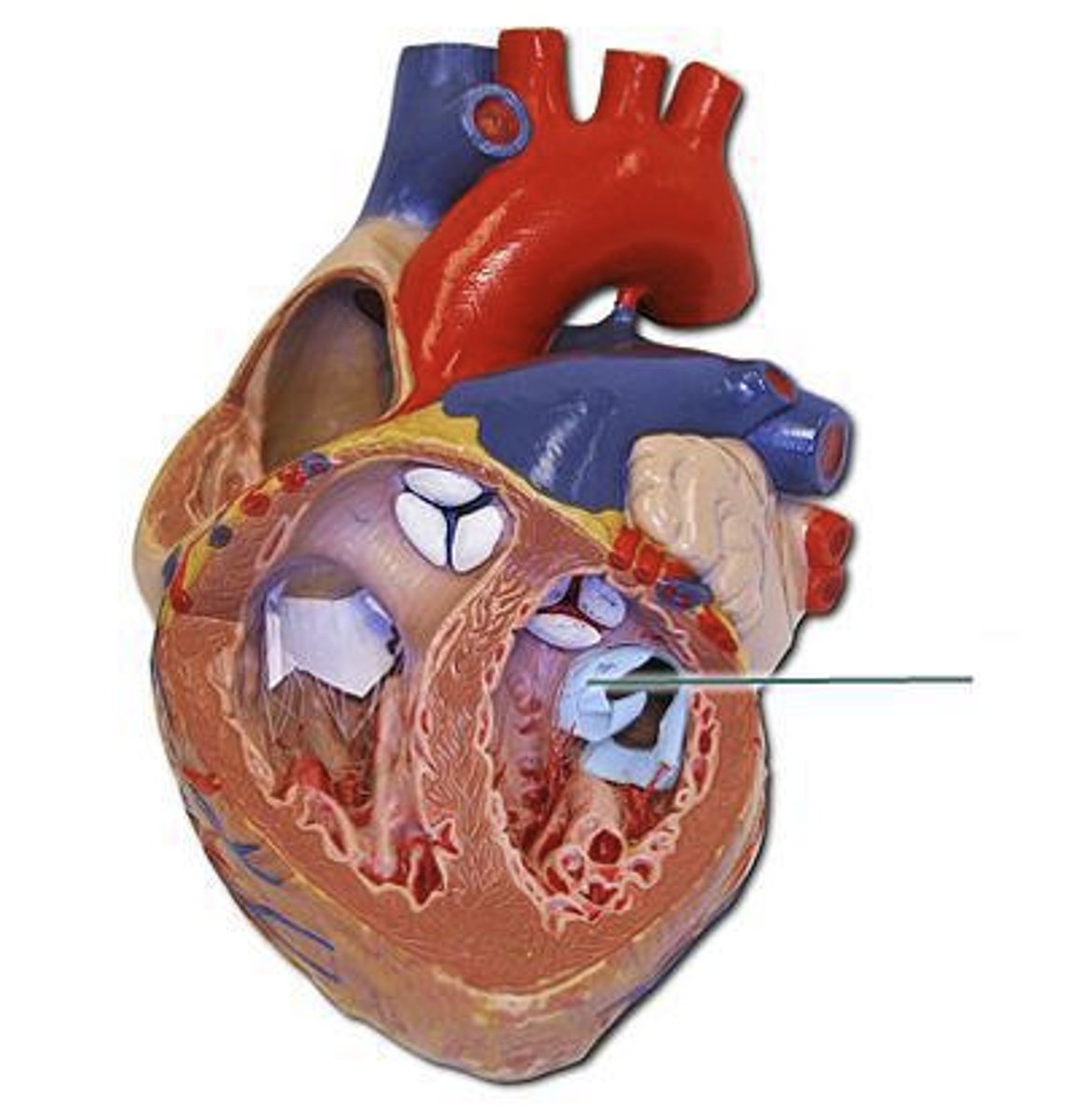 <p>Is the highlighted structure closed during atrial systole, or during ventricular systole?</p>