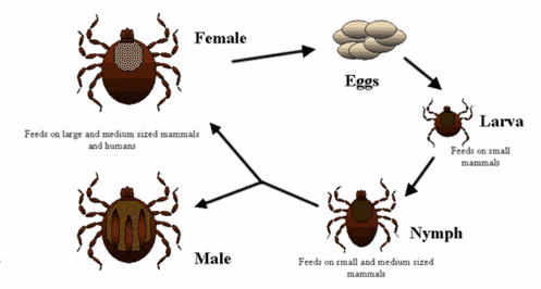 <p><strong><u>Ticks</u></strong></p><ul><li><p>A. maculatum 140 species</p></li><li><p>A. americanum</p></li><li><p><strong>Amblyomma cayennese (ixodidae) - 3 host, large (THE LEFT ONE, BIGGER)</strong></p></li><li><p><strong>Boophilus Microplus (Izodidae) - 1 host (THE RIGHT ONE)</strong></p></li></ul><p>Vector of hepatozoon americanum (Amblyemma)</p><p>Vector of <em>Babesia bigemina</em> (Boophilus)</p><ul><li><p>3 host hard tick where each stage is on separate host over 3 years</p></li><li><p>Temporary parasite fading 1 time per molt</p></li><li><p>Females - blood sucker</p></li><li><p>Found in tropic (Africa America)</p></li></ul><p><span data-name="mag" data-type="emoji">🔍</span> Morphology</p><ul><li><p>Scutum on dorsal surface in male, small area in larva </p></li><li><p>nymph and female, 1st pair of legs is longer to grasp host and has 6 segments, Haller's organ (ist pair) to detect (O2 &amp; heart)</p></li><li><p>Stigmata behind last pair of legs which is respiratory opening leading to trachea</p></li><li><p>Gnathostoma ticks (head) - anterior</p><ul><li><p>soft ticks - ventrally, cannot see head.</p></li></ul></li></ul><p>Signs: produces local lesions</p><p>Diagnosis: finding on skin, soft vs. hard - location of head.</p><p><span data-name="pill" data-type="emoji">💊</span> Treatment: spot on spray, bravecto</p><p>LC: Hemimetabolous.</p><ul><li><p>Egg → larva (3 pairs of legs) → nymph (4 pairs of legs, spiracle, no gonopore - 3 stages, protonymph, deutonymph, tritonymph) → Adult (4 pairs of legs, spiracle, gonopore)</p></li></ul><p></p>