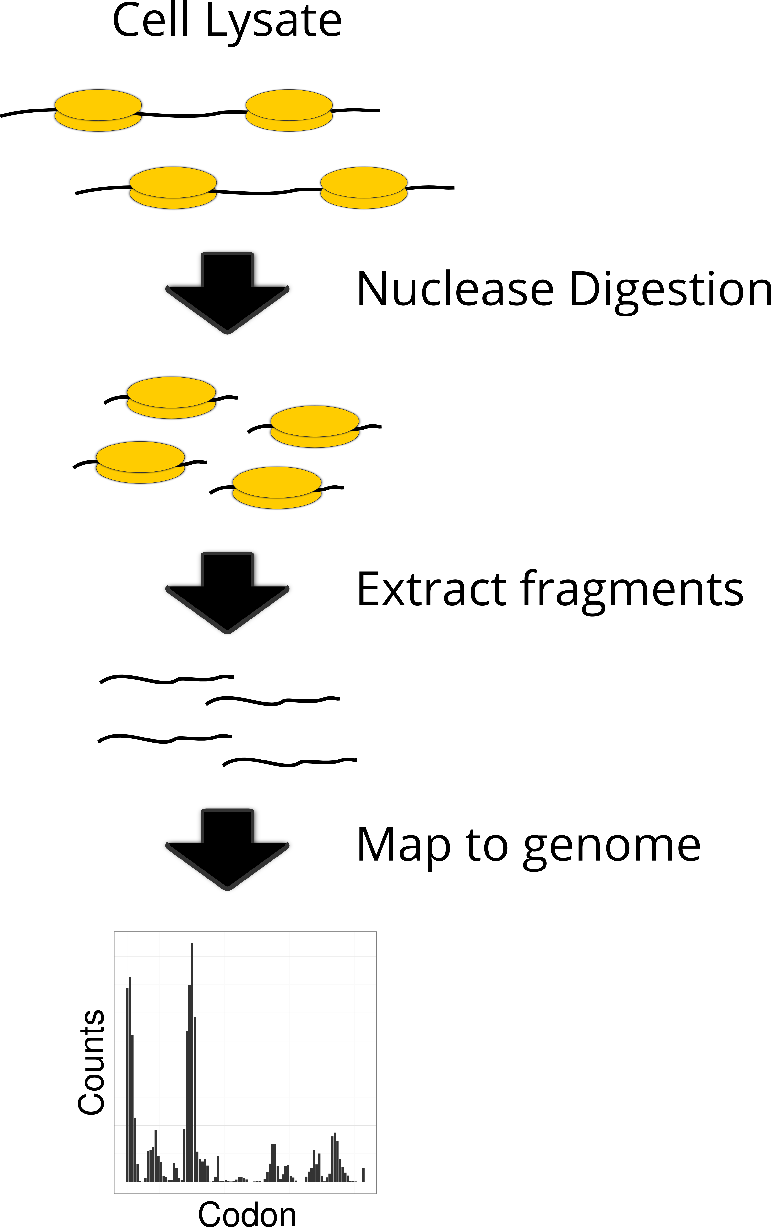<p>It enables millions of short sequences to be read, allowing precise quantification and mapping of ribosome positions across the transcriptome.</p>