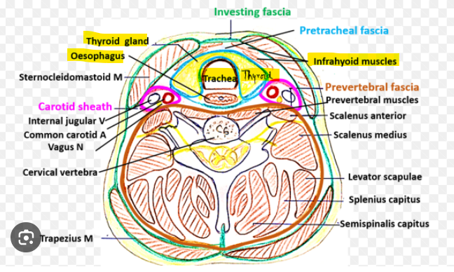 <p>infrahyoid muscles </p><p>trachea </p><p>oesophagus </p><p>thyroid gland </p>