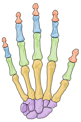 <p>Name the group of bones highlighted in purple.</p>