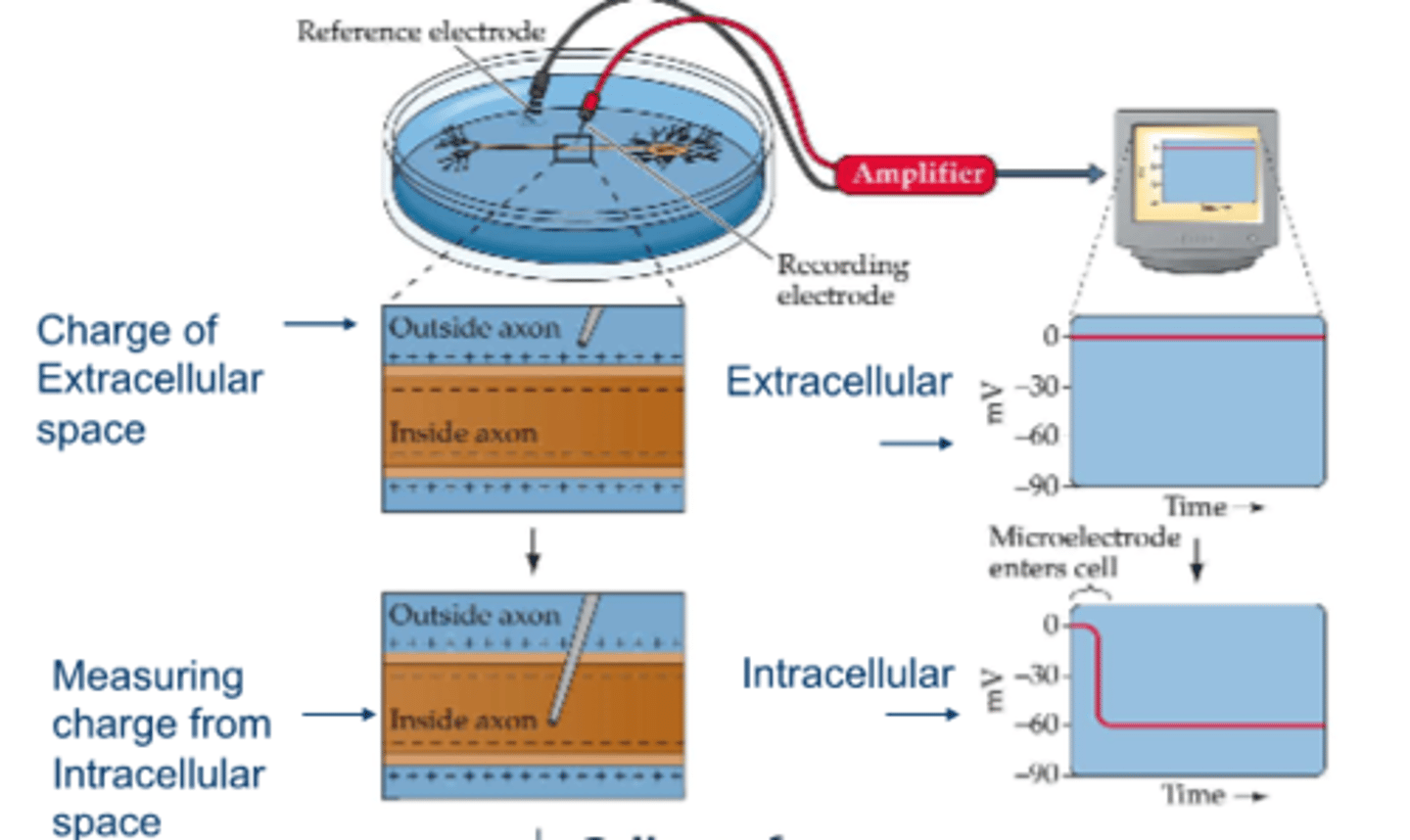 <p>resting membrane potential</p>