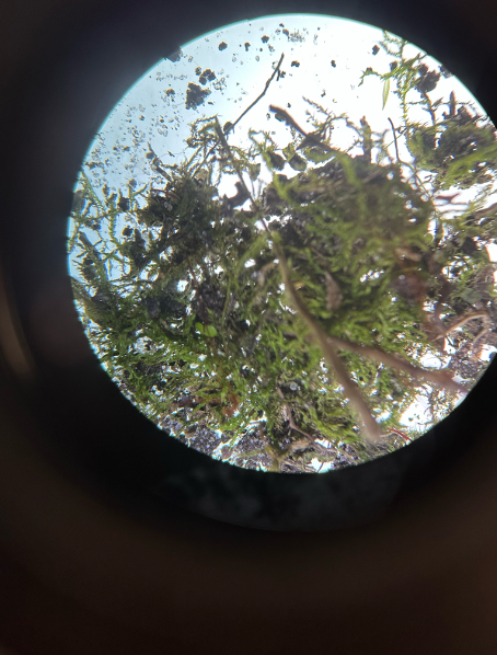 <p>gametophyte</p>