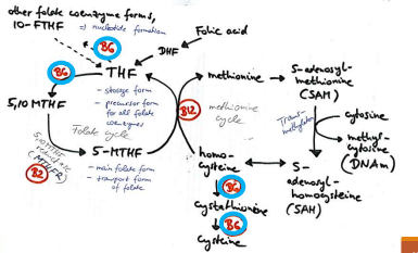 <p>methyl nutrient metabolism (transfer of one-carbon units from serine/glycine)</p>