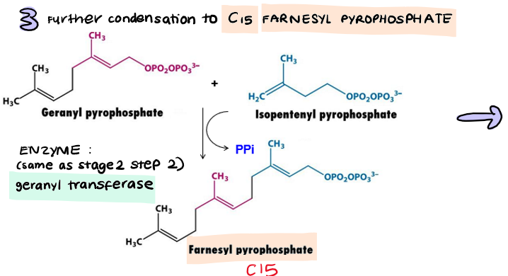 <p>condensation</p><p>geranyl pyrophosphate → <strong>farnesyl pyrophosphate (C15)</strong></p><ul><li><p>same enzyme as Stage 2 Step 2</p></li></ul>