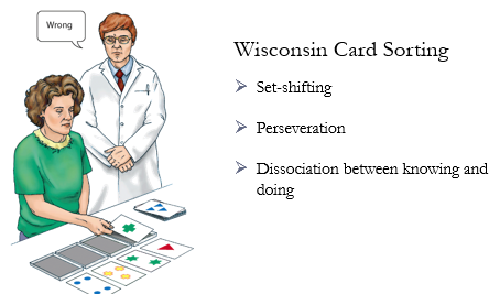 <p>testing set-shifting (mental flexibility)</p><p>patient is given 4 example cards that differ in some ways and have to sort a deck as indicated by the example</p><ul><li><p>patient is not told how to sort, only feedback on whether the card placed is correct or incorrect</p></li><li><p>after doing 10 cards right, experimenter silently switches the rule and says whether patient is right or wrong</p></li><li><p>very irritating and common for patients to abandon the test out of frustration, but also indicated inability to self-regulate behaviour and emotional responses appropriately</p></li></ul><p>we can measure what errors they made like preservation and can even tell you what the category is and continue to sort it wrong → dissociation between learning and doing</p><p></p>