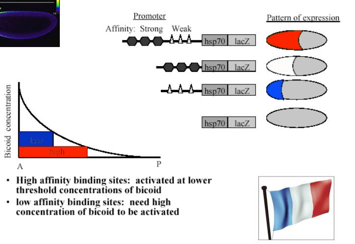<ul><li><p>Bicoid protein binds to specific DNA sequences (Bicoid binding sites) in the promoter/enhancer regions of its target genes. </p></li><li><p>The affinity of these binding sites for Bicoid protein can vary. </p></li><li><p>High-affinity binding sites can be activated by lower concentrations of Bicoid. Low-affinity binding sites require higher concentrations of Bicoid to be activated. </p></li><li><p>This differential affinity allows different genes (or different enhancers of the same gene) to be turned on at distinct positions along the Bicoid gradient, creating stripes or domains of gene expression. </p></li><li><p>This is sometimes referred to as the "French Flag Model" where different concentrations of a morphogen elicit different cellular responses.</p></li></ul><p></p>