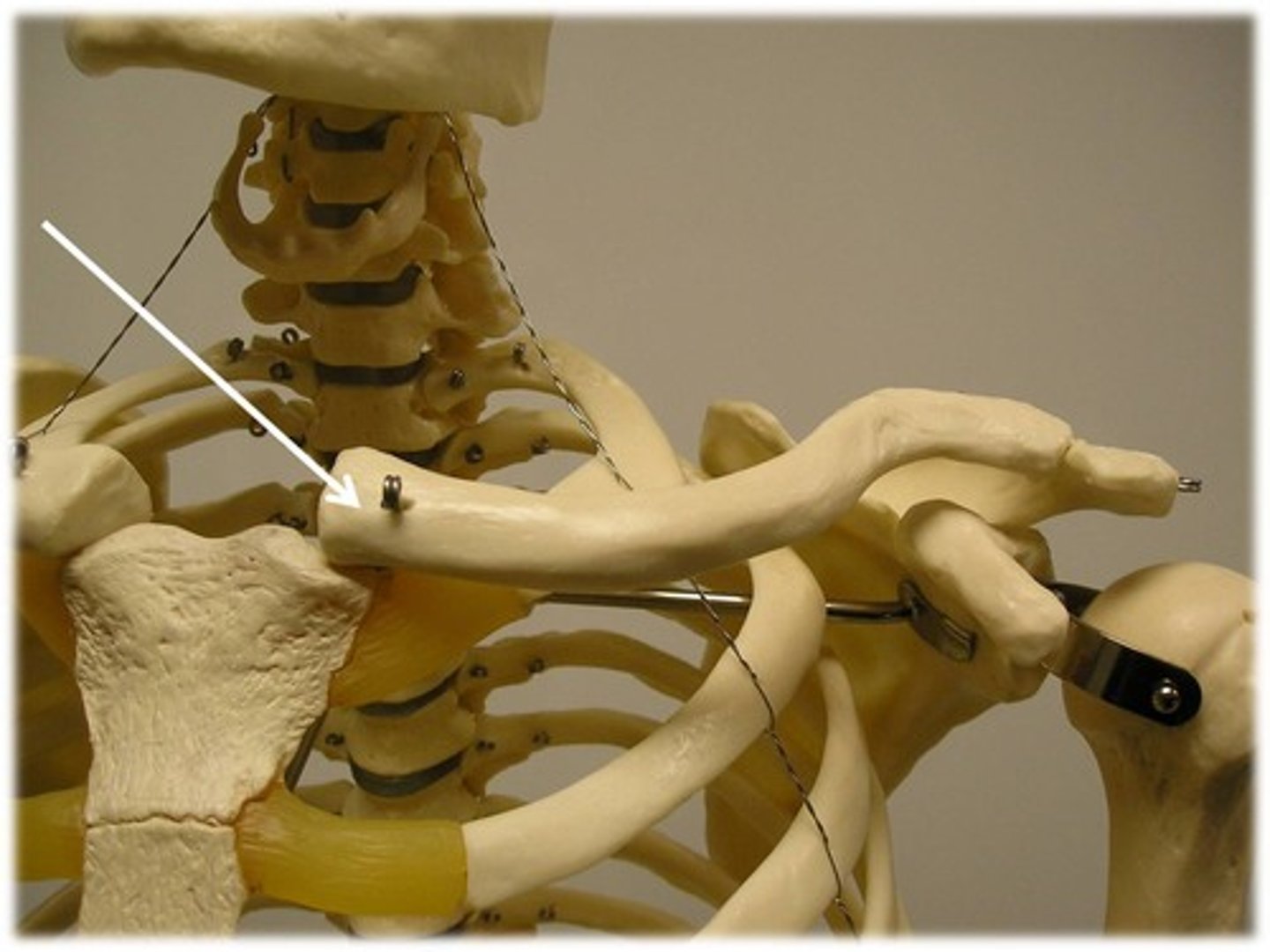 <p>Medial end of clavicle; more flat; sits in sternum</p>
