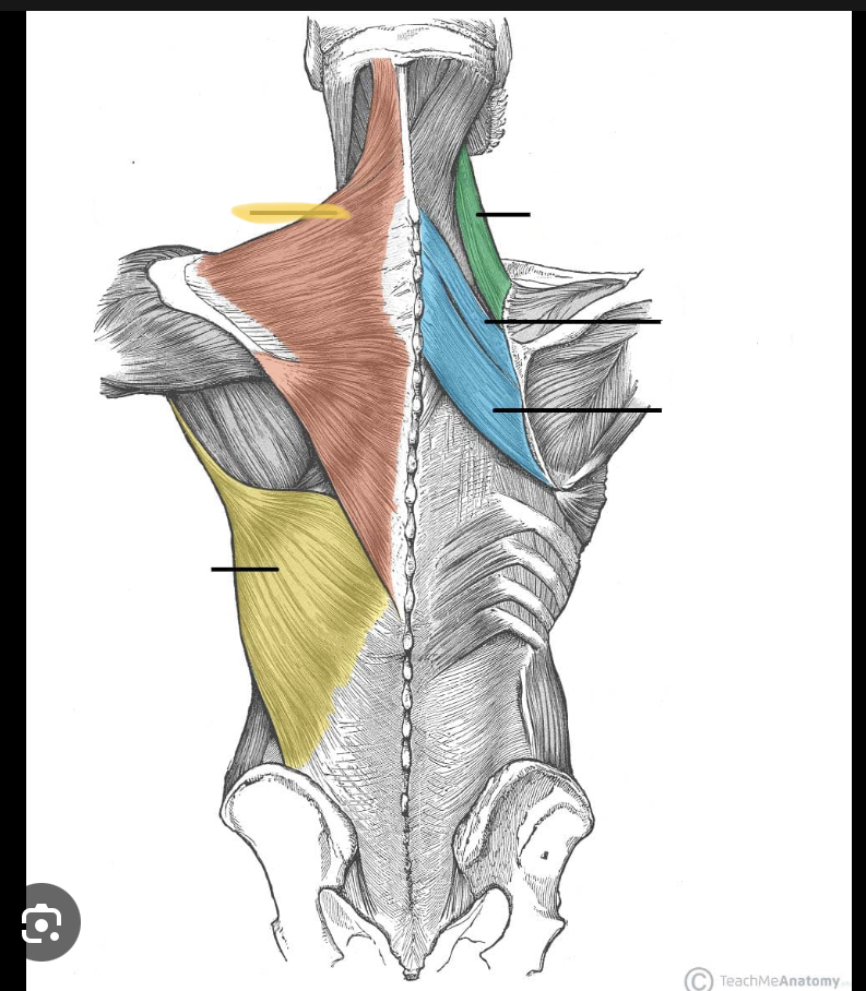 <p>Identify the highlighted muscle</p>