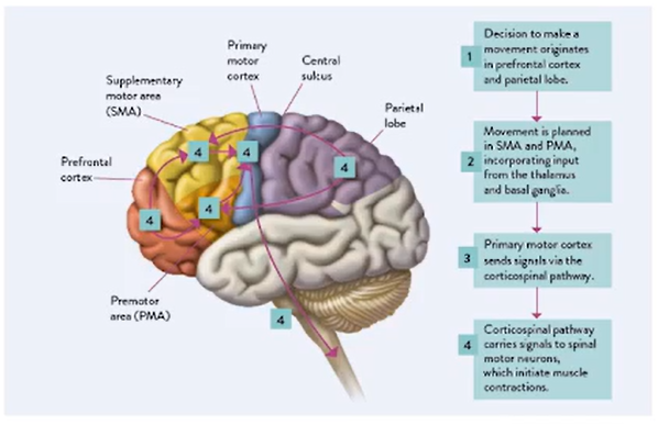 Movement Disorders Diagram