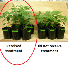 receives test treatment