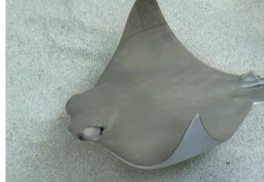 <p>What do you call the small black pores that are also specialized electroreceptors for detecting prey?</p>