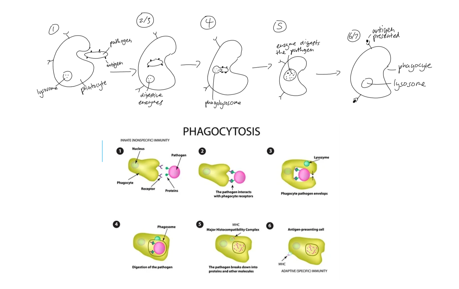 <ul><li><p><span>Is a cellular process for ingesting and eliminating particles larger than 0.5 μm in diameter, including microorganisms, foreign substances, and apoptotic cells</span></p></li></ul><ol type="1"><li><p><span>Initial contact occurs between phagocytes and pathogen</span></p></li><li><p><span>Phagocyte <strong>engulfs</strong> the pathogen</span></p></li><li><p><span>Pathogen <strong>is enclosed within the cytoplasm</strong> in the phagocyte</span></p></li><li><p><span>A <strong>lysosome</strong> (filled with hydrolytic enzymes) fuses with the engulfed pathogen</span></p></li><li><p><span>The enzymes <strong>digest</strong> the pathogen. The digested parts are released</span></p></li><li><p><span>The antigen is presented on the plasma membrane.</span></p></li></ol><p></p>