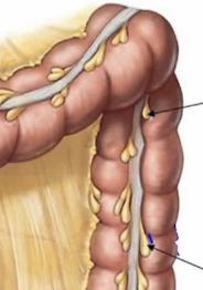 <ul><li><p>fat-filled pouches of large intestine</p></li></ul><p></p>