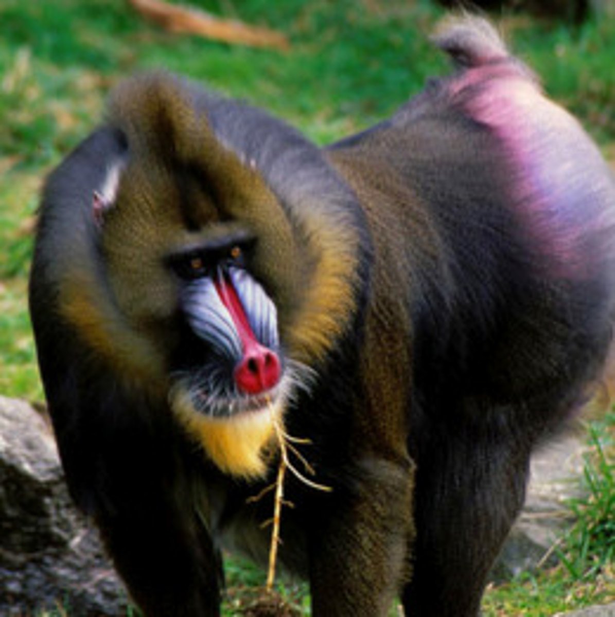 <p>A primate with a brightly colored face and large body. (khỉ mandrill)</p>