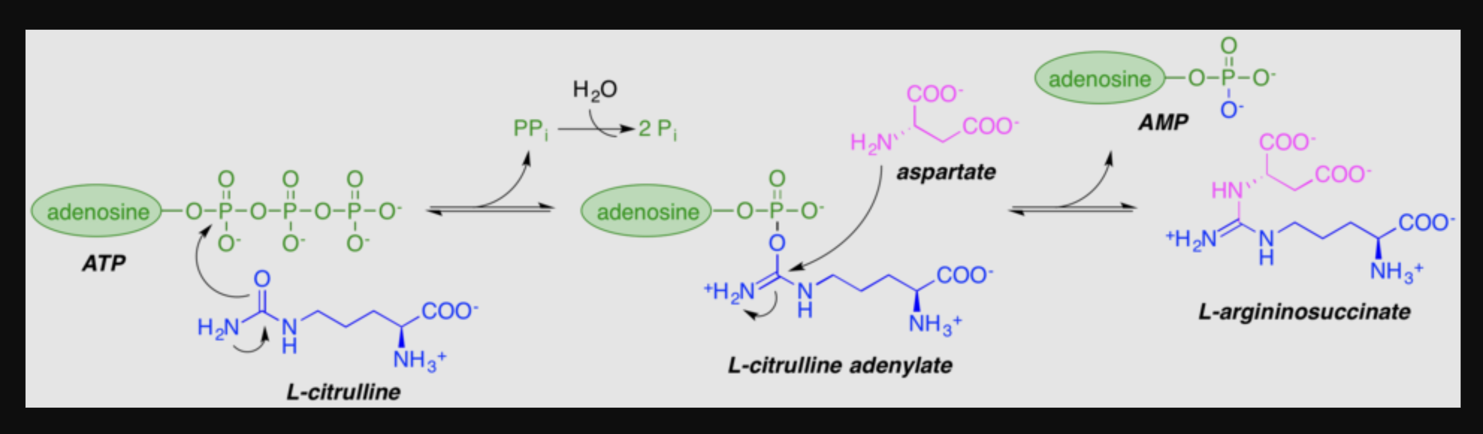 <p>What adenylates citrulline to allow attack from aspartate?</p>