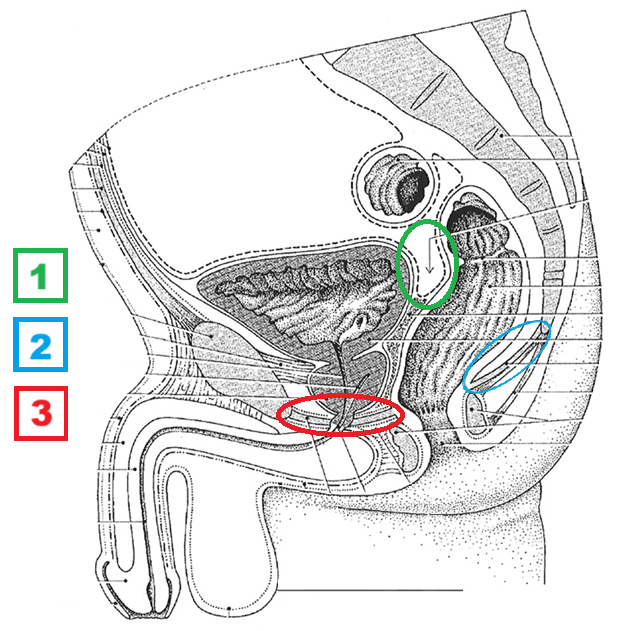 <p>3</p>