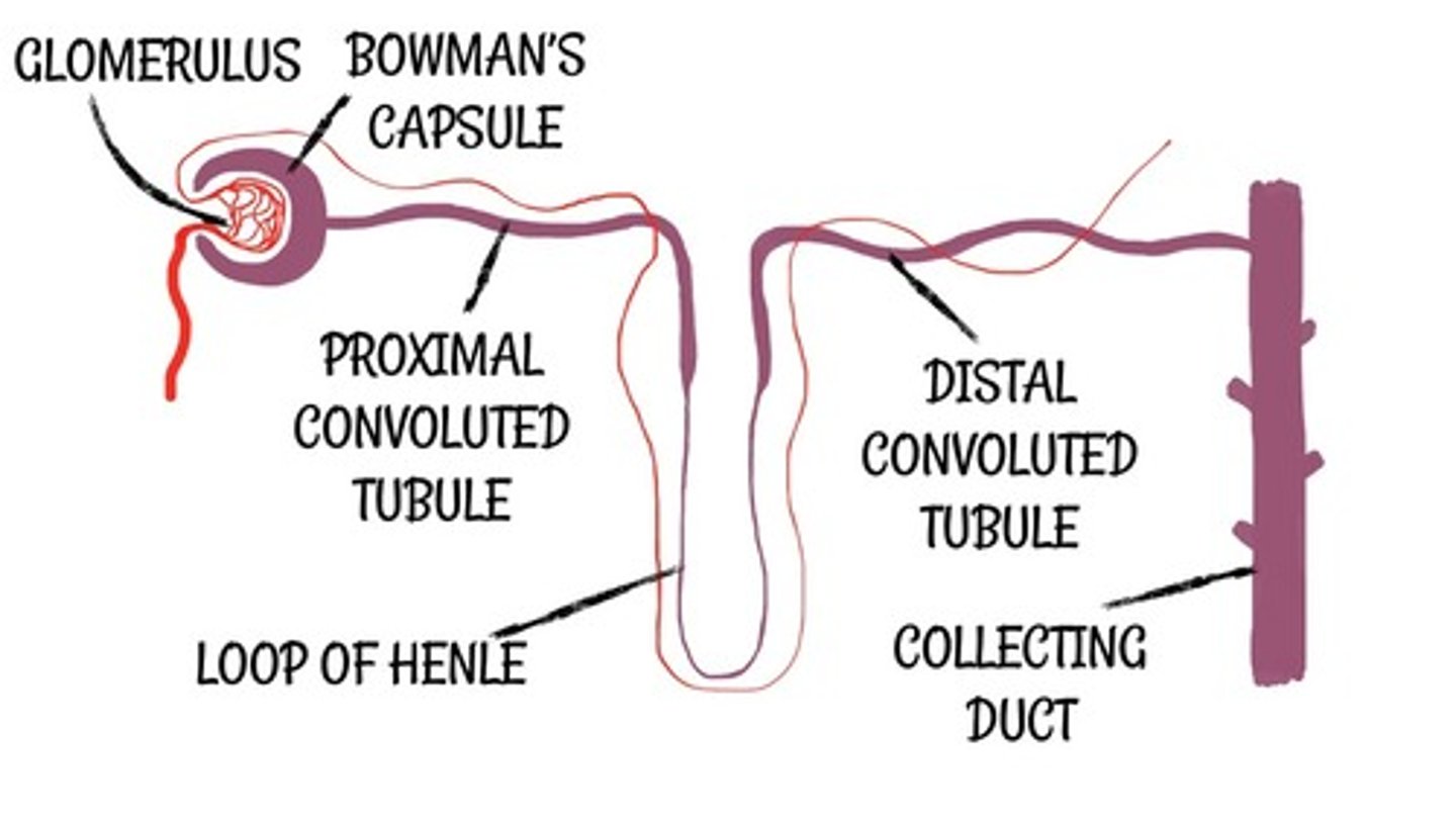 <p>-The kidney contains inner medulla(pyramids) and outer cortex</p><p>-The kidney has many nephrons.</p><p>-Nephrons have a glomerulus (ball of yarn) surrounded by bowman's capsule.</p><p>-Nephrons also have convoluted tubules, loop of Henle and collecting duct</p><p>-Renal artery present that carries blood to kidney.</p><p>-The ureter carries urine from kidney to bladder</p>