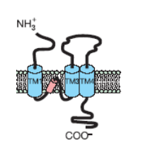 <p>3 TM segments, P-loop. 4 subunits make up a channel</p>