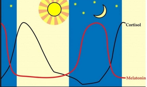 <p>Au réveil (puis décline pendant la journée, jusqu’au sommeil)</p><p></p><p><span>En cas de stress chronique, il y a une production constante de cortisol, ce qui peut avoir des effets néfastes comme l'anxiété, des troubles du sommeil, ou un affaiblissement du système immunitaire</span></p>