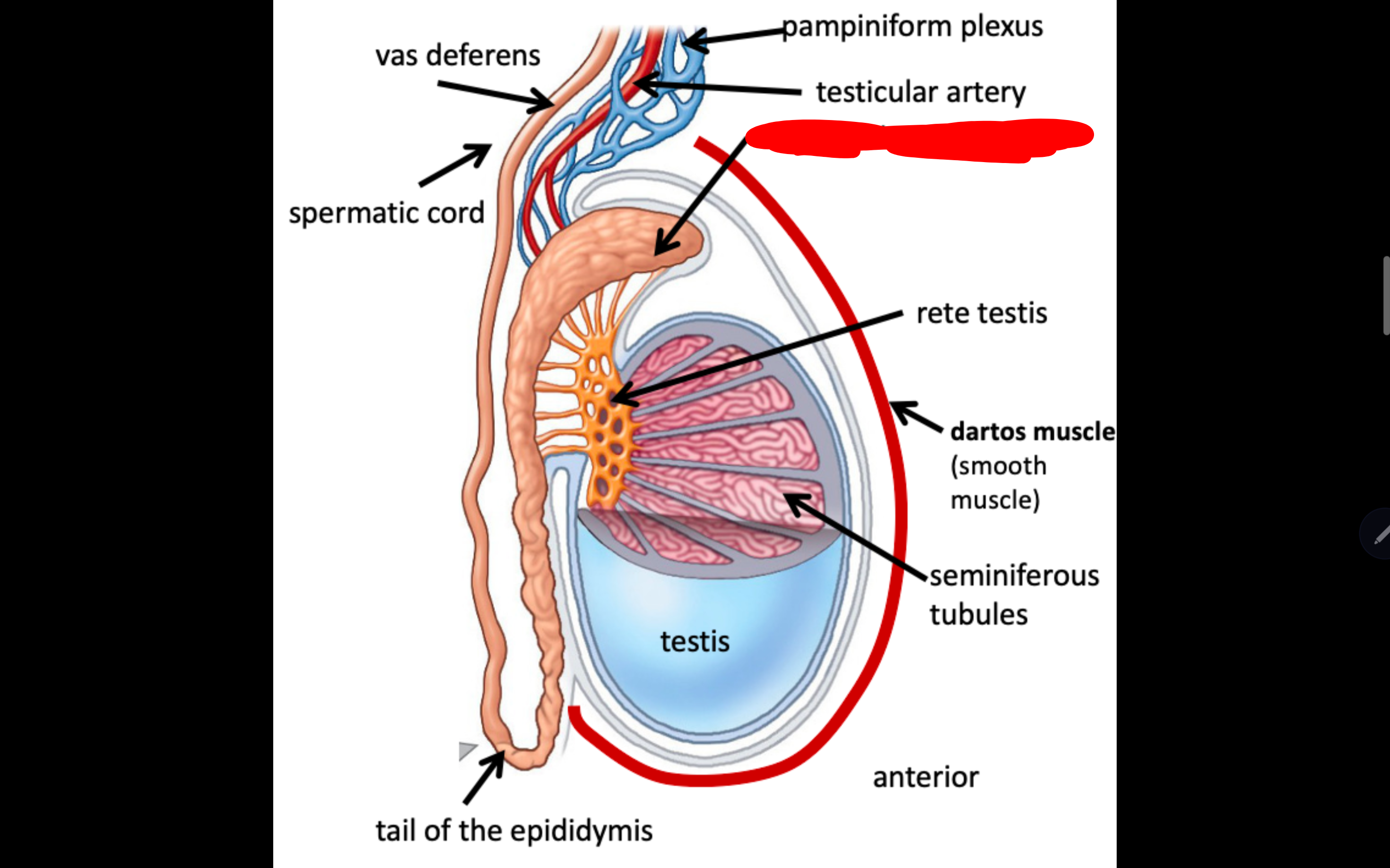 <p>Name the structure in red</p>