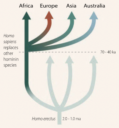 <p><span style="background-color: transparent; font-family: &quot;Times New Roman&quot;, serif;">Genetic evidence strongly suggests that modern humans and their hominid predecessors originated in Africa; as modern humans, we are, in essence, <strong>African migrants</strong>; clearly, present-day Africans have little to no Neanderthal DNA, in line with the out-of-Africa migration hypothesis; the <strong>out of Africa hypothesis</strong> argues that modern humans originated recently in Africa, replacing archaic populations elsewhere; 60 thousand years ago, modern humans emerged and began leaving Africa</span></p>