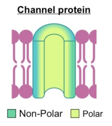 <p>Aminos within the proteins are localised by polarity:</p><ul><li><p>Non-Polar (hydrophobic)</p><ul><li><p>Associate directly with lipid bilayer (makes up outter lining of the protein)</p></li></ul></li><li><p>Polar (hydrophilic)</p><ul><li><p>Located internally</p></li><li><p>Hydrophilic because face aqueous solutions passing through the membrane</p></li></ul></li></ul>