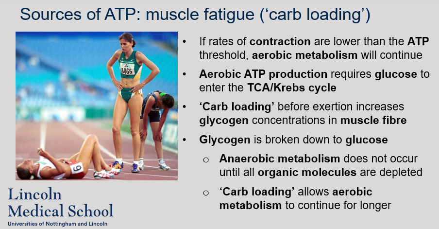 <p>If rates of contraction are lower than the ATP threshold, aerobic metabolism will continue. Aerobic ATP production requires glucose to enter the TCA/Krebs cycle. ‘Carb loading’ before exertion increases glycogen concentrations in muscle fibre. Glycogen is broken down to glucose. Anaerobic metabolism does not occur until all organic molecules are depleted. ‘Carb loading’ allows aerobic metabolism to continue for longer</p>