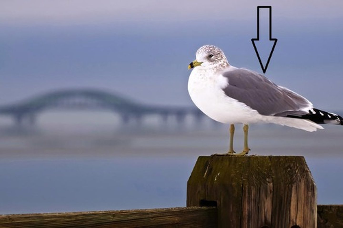 <p>Im Vordergrund</p>