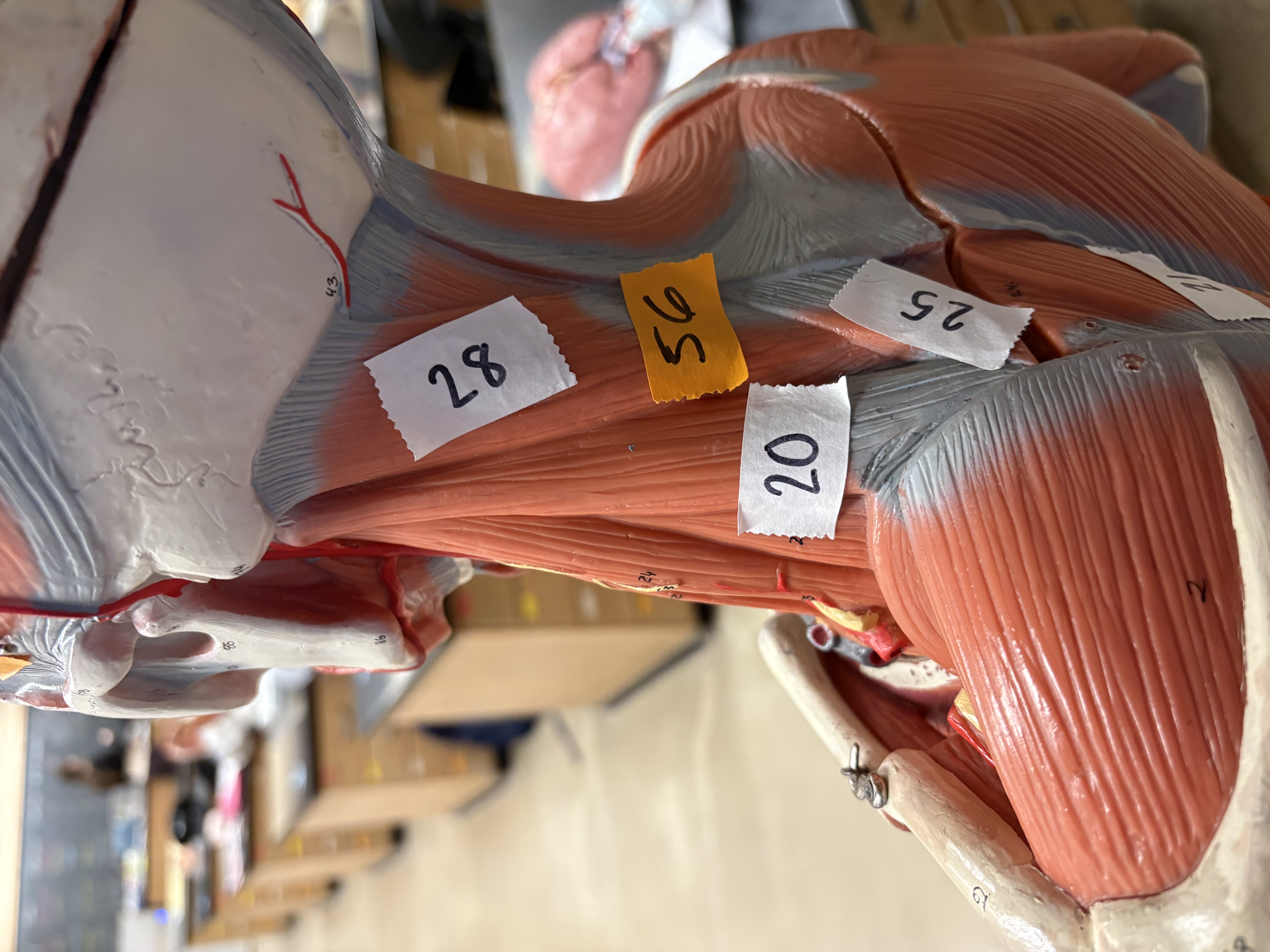 <p>Elevates scapula (20)</p>