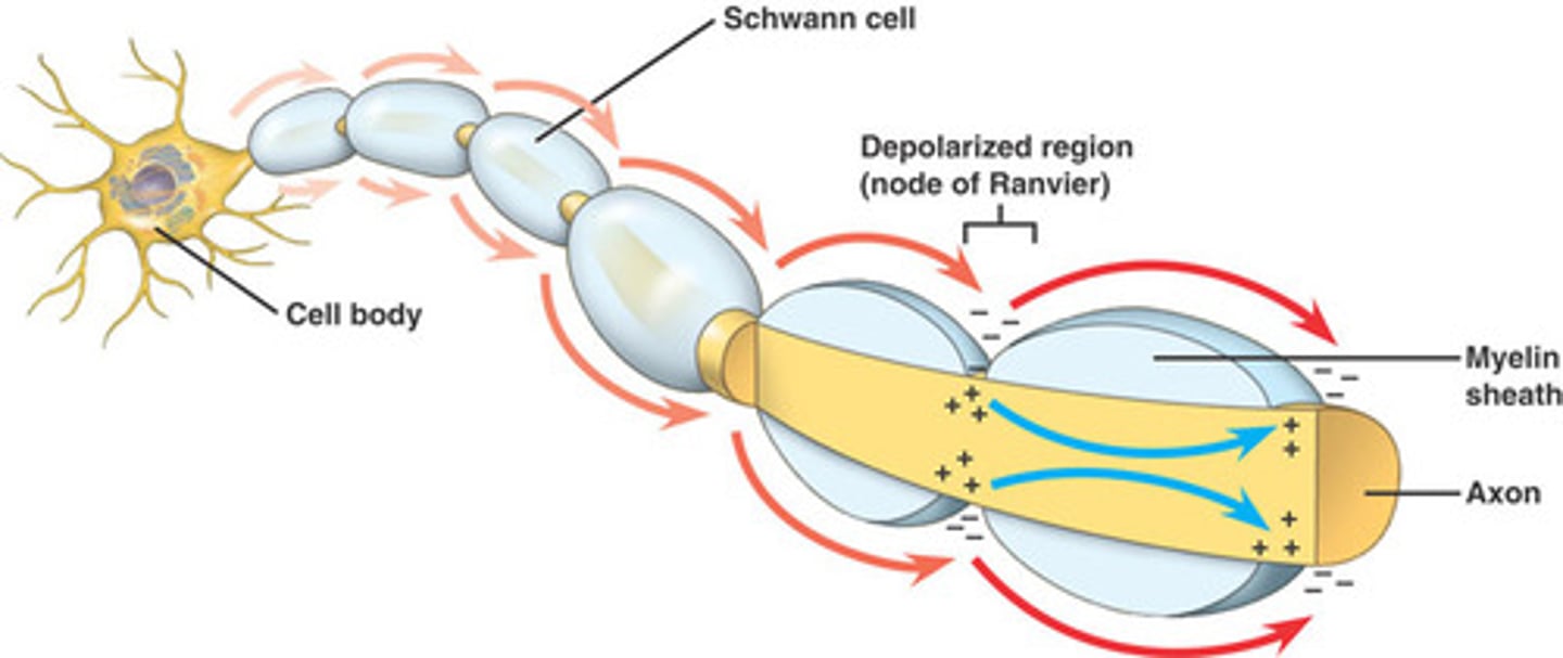 <p>the mechanism by which myelination permits the “hopping” of action potentials from one Node of Ranvier to another</p><p>Voltage-gated Na+ and K+ channels located exclusively at the nodes facilitate saltatory conduction</p>