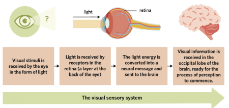 <p><span><strong>Stages of Vision Perception:</strong></span></p><ul><li><p><span><strong>Selection</strong></span></p></li><li><p><span><strong>Organisation</strong></span></p></li><li><p><span><strong>Interpretation</strong></span></p></li></ul><p></p>