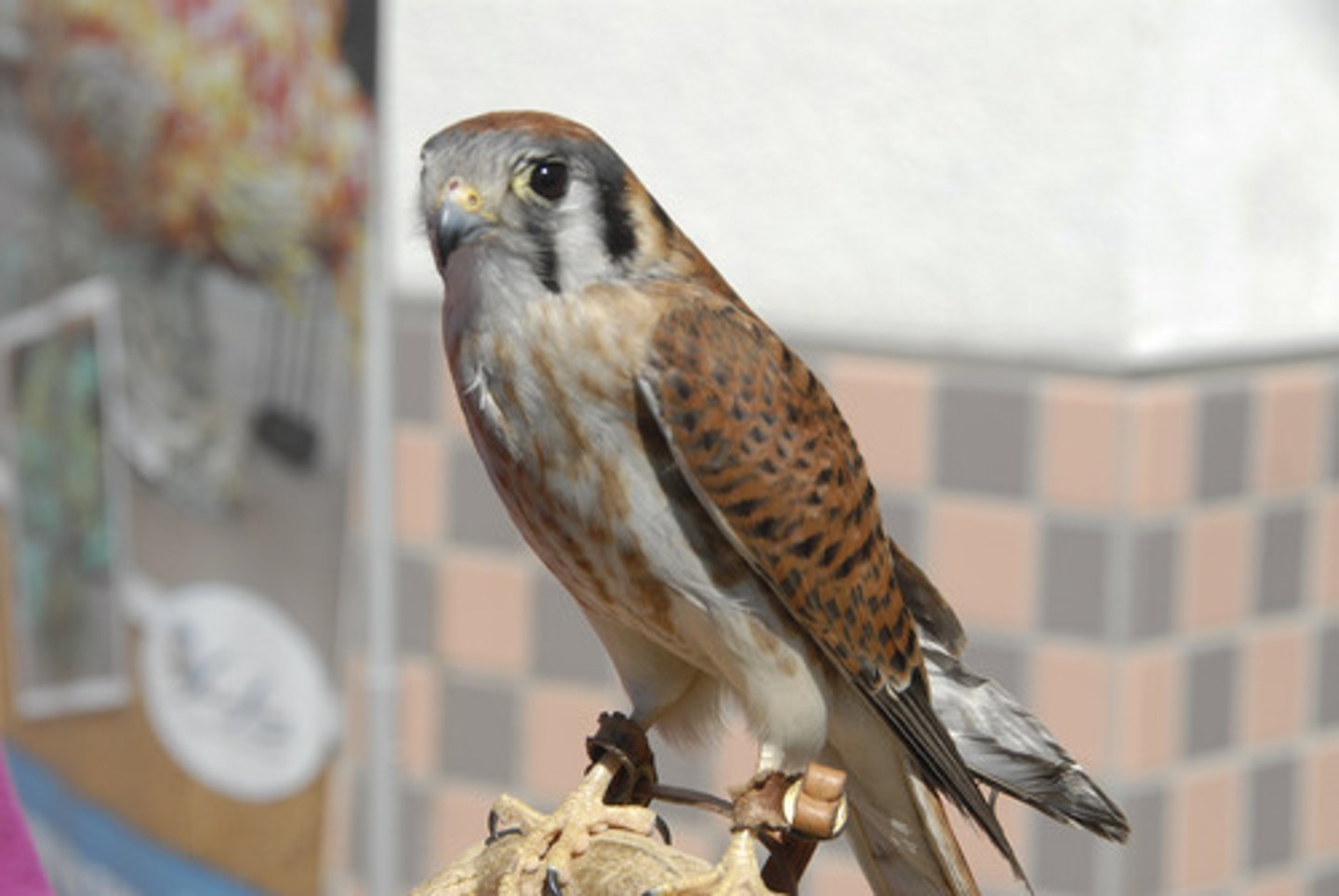 <p>Falconiformes</p><p>Falconidae</p>