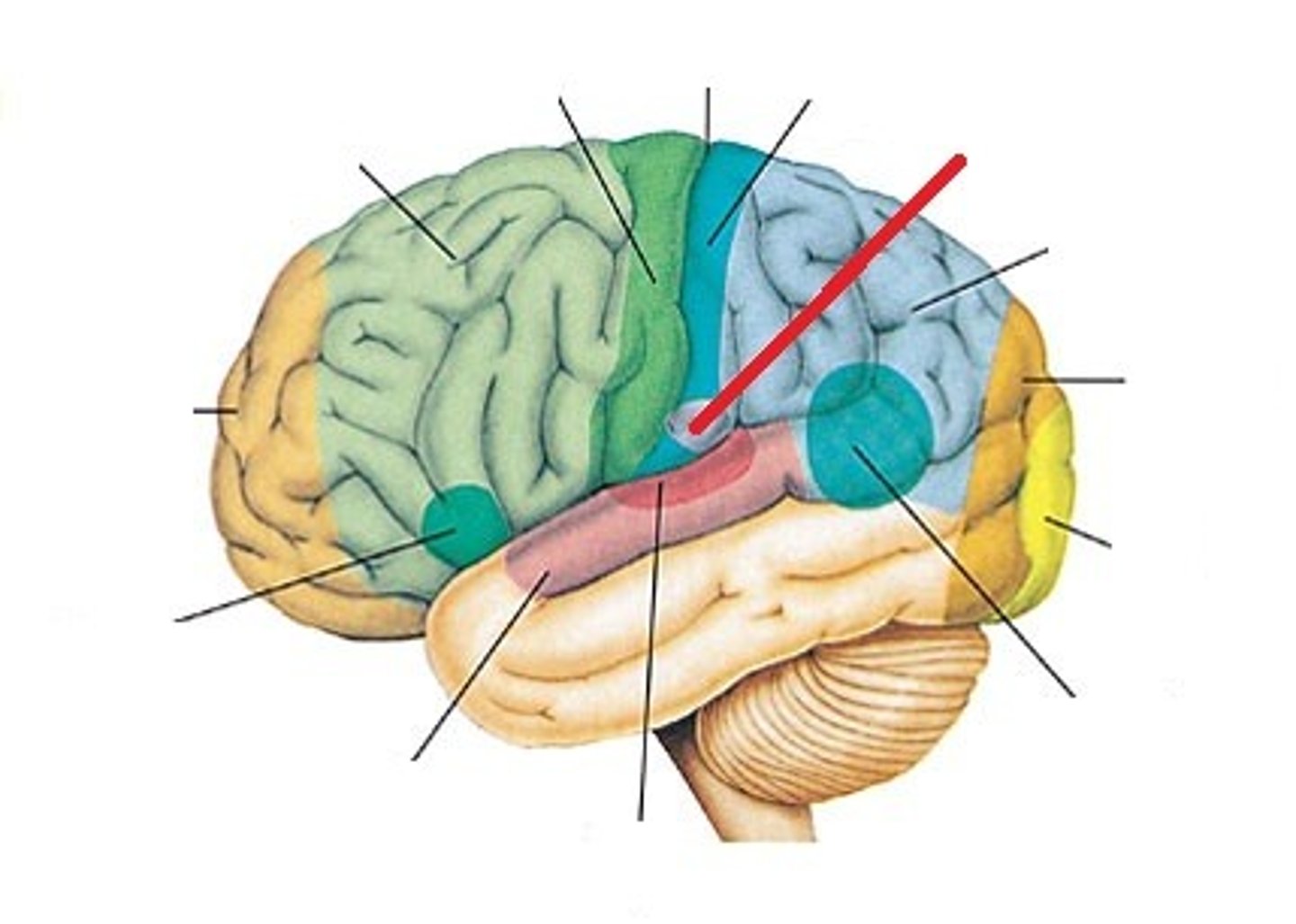 <p>Taste; located in parietal lobe near postcentral gyrus</p>