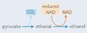 * The enzyme **alcohol dehydrogenase** converts **ethanol** into a molecule called **ethanal**, which is then converted into other molecules that enter respiration e.g acetic acid