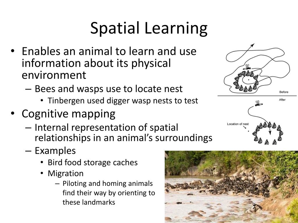 <p><span>Establishing memories based upon the spatial structure of the animal’s surroundings</span></p>