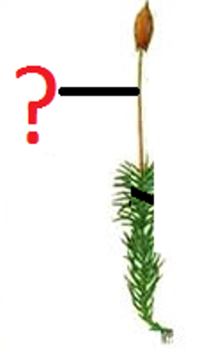 <p>Unbranched stalk that extends from the base of the sporangium to connect with the stem tip of the gametophyte.</p>