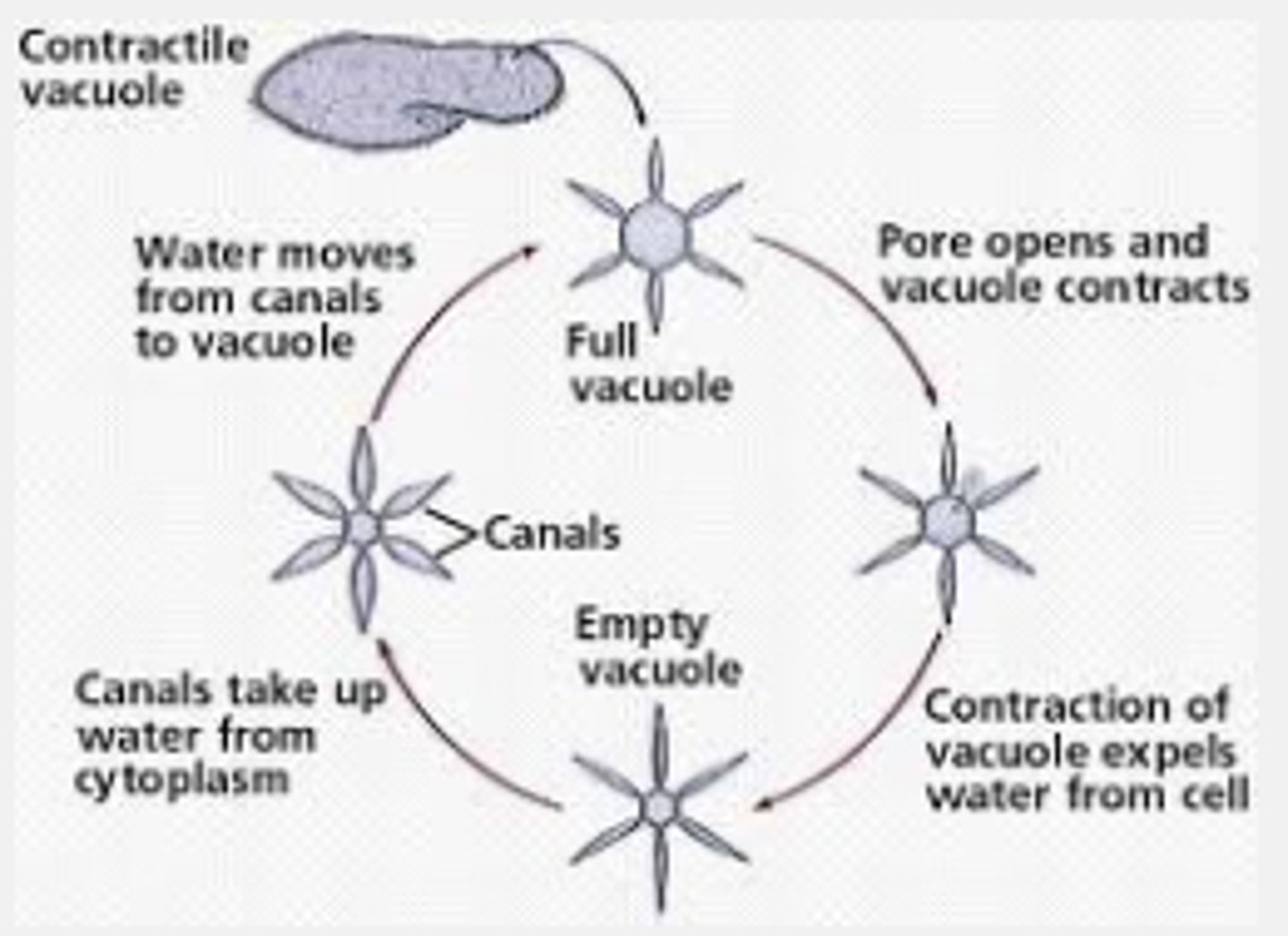 <p>It pumps excess water out of a cell, maintaining the right concentration of ions and molecules inside of the cell.</p>