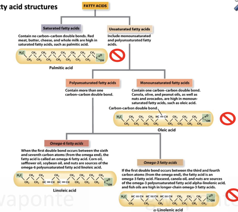 <ul><li><p>saturated fatty acids </p></li><li><p>unsaturated fatty acids </p><ul><li><p>polyunsaturated </p><ul><li><p>omega-6</p></li><li><p>omega-3 </p></li></ul></li><li><p>monounsaturated </p></li></ul></li></ul><p></p>