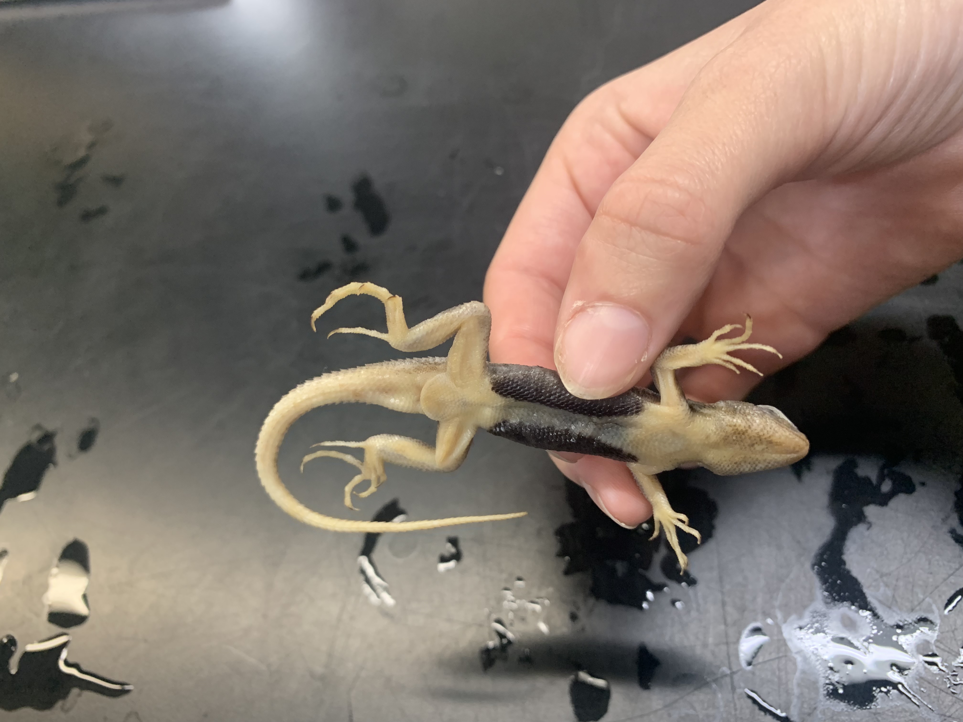 Squamata, Phrynosomatidae, Sceloporus arenicolus 