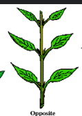<p>two leaves attached at each node</p>
