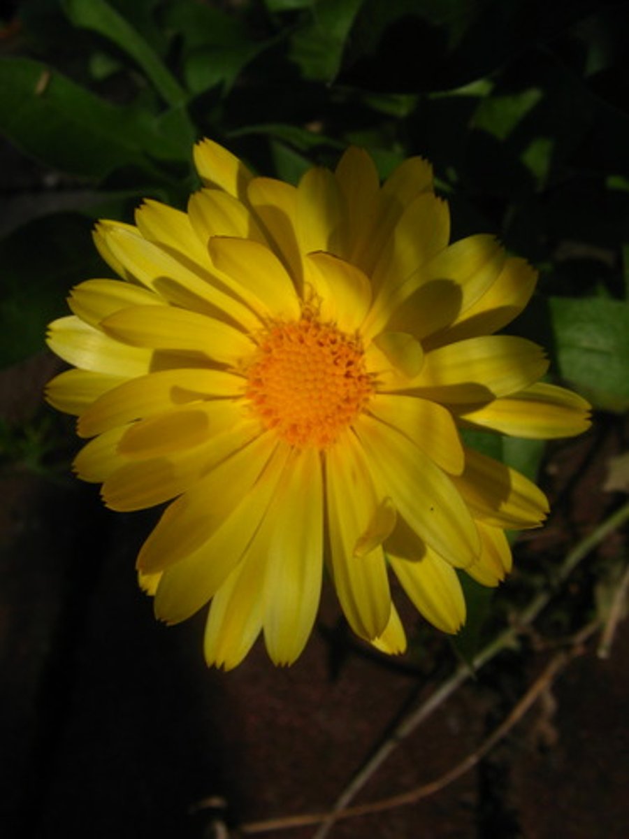 <p>flower</p>