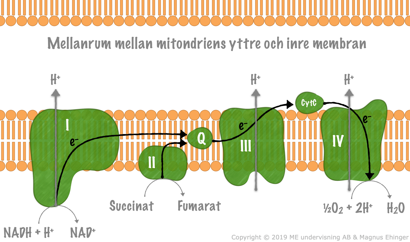 <ol><li><p>NADH + H⁺ oxideras i komplex I</p><ul><li><p>Frigör e⁻</p></li><li><p>Pumpar H⁺ t mellanrummet</p></li></ul></li></ol><ol start="2"><li><p>e⁻ bärs ubukinon till komplex II </p><ul><li><p>Succinat bildar fumarat i komplex II</p></li><li><p>Frigör e⁻ som bärs ubikonon t komplex III</p></li></ul></li><li><p>e⁻ pumpas genom komplex III &amp; H⁺ pumpas till mellanrummet</p></li><li><p>Cytokrom C transporterar e⁻ till komplex IV där den används f.a. spjälka O₂ &amp; reagerar med 2H f.a. bilda 2H₂O</p></li><li><p>APT-syntas/komplex V använder koncentrationsgradienten av H⁺ f.a. bilda ATP av ADP + pi</p></li></ol><p></p>
