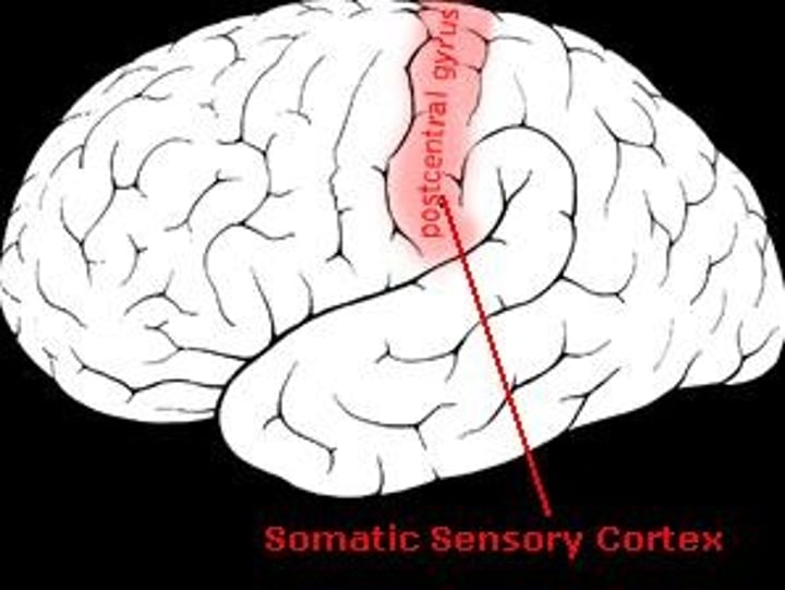<p>the area at the front of the parietal lobes that registers and processes body touch and movement sensations.</p>