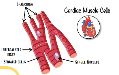 <p>Forman las paredes contráctiles del <strong>corazón</strong>, por lo que contienen la fuerza para bombear la sangre. <span style="color: red"><strong>150um.</strong></span></p><ul><li><p>Cada cardiomiocito tiene <strong>un núcleo.</strong></p></li><li><p><mark data-color="purple" style="background-color: purple; color: inherit">Muchas mitocondrias </mark>en todos los miocitos.</p></li><li><p><mark data-color="purple" style="background-color: purple; color: inherit">Ramificaciones</mark>: Cada cardiomiocito tiene <strong>muchas ramificaciones</strong>, lo que permite que se conecten con más cardiomiocitos adyacentes.</p></li><li><p>Se unen cardiomiocitos mediante <mark data-color="purple" style="background-color: purple; color: inherit">discos intercalados</mark> que constan de:</p><ul><li><p><mark data-color="purple" style="background-color: purple; color: inherit">Uniones en hendidura:</mark> Permiten que haya <strong>comunicación molecular</strong> entre cardiomiocitos, paso de señales eléctricas, iones, etc.</p></li><li><p><mark data-color="purple" style="background-color: purple; color: inherit">Desmosomas</mark>: <strong>Anclaje físico</strong> muy fuerte entre dos cardiomiocitos.</p></li></ul></li></ul><p></p>