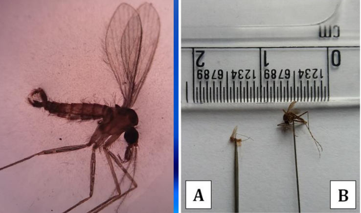 <p>Infected female sand fly</p><p>Smaller than mosquitoes, light brown in color</p>