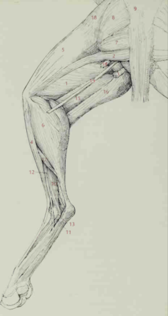 <p>Deep muscles of the hindlimb, dorsal view</p>