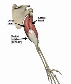 <p>origin longhead: glenoid cavity of scapula</p><p>origin Lateral head: humerus</p><p>origin Medial head: humerus</p><p>insertion: ulna</p><p>action: forearm extensor, antagonist of forearm flexors</p>