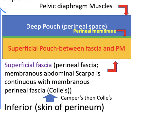 <ol><li><p>Pelvic diaphragm muscles</p></li><li><p>Deep pouch (perineal space)</p></li><li><p>Perineal membrane</p></li><li><p>superficial pouch </p></li><li><p>superficial faccia </p></li><li><p>Skin of perineum</p></li></ol><p></p>